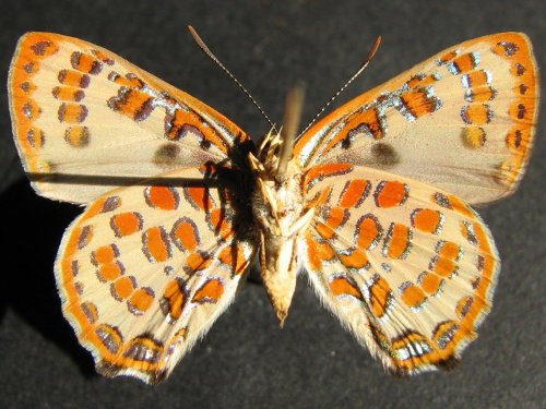 Hypochrysops pythias
