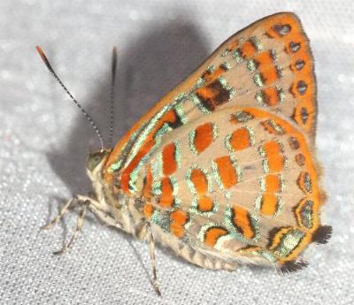 Hypochrysops pythias