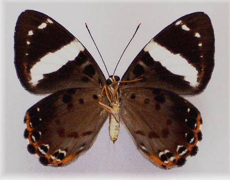 Praetaxila segecia