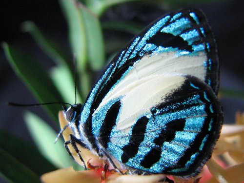 Hypochrysops theon