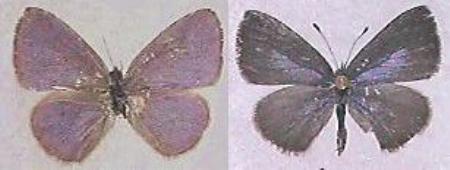 Petrelaea tombugensis