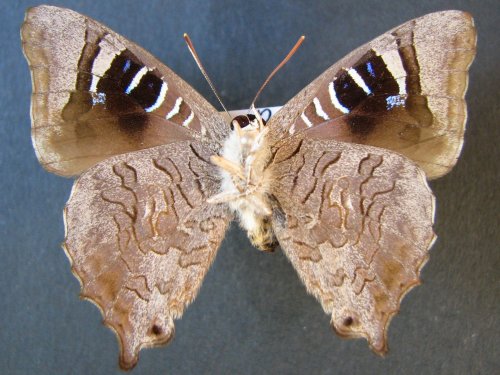 Ogyris zosine