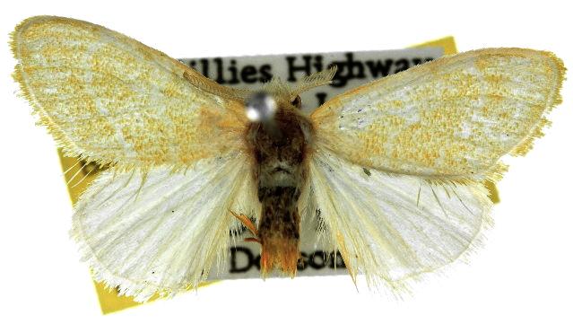 Euproctis acatharta