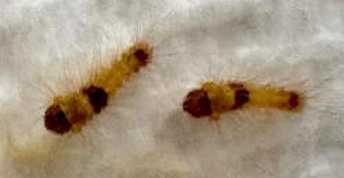 Euproctis arrogans