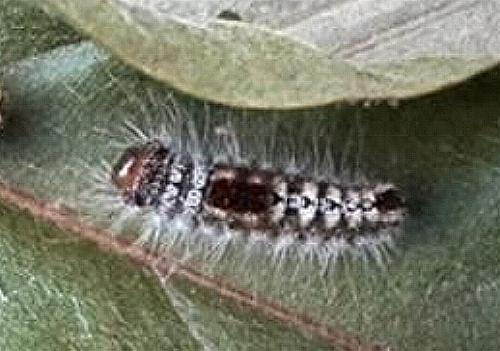 Euproctis arrogans