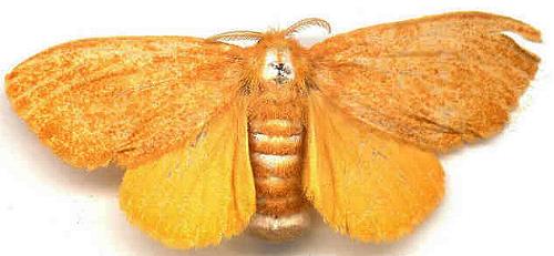 Euproctis arrogans