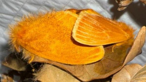 Euproctis arrogans