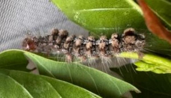 Euproctis arrogans