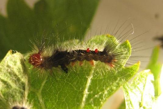 Orgyia athlophora