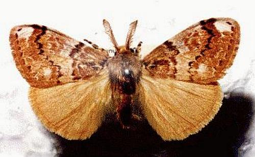 Orgyia athlophora