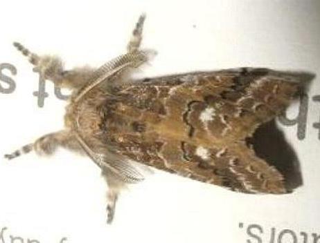 Orgyia athlophora