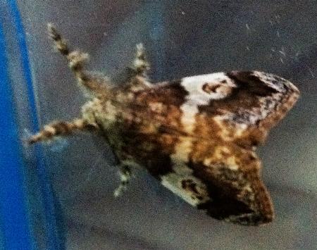 Orgyia australis