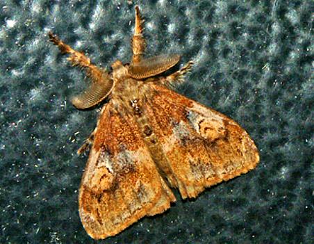 Orgyia australis
