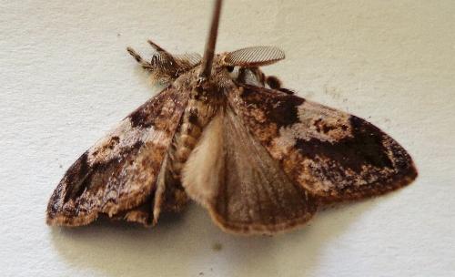 Orgyia australis