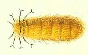 Orgyia australis