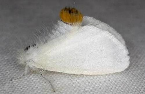 Acyphas chionitis