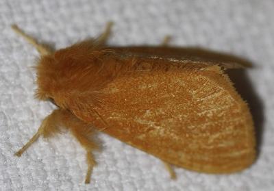 Euproctis crocea