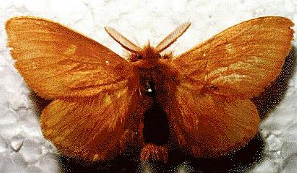 Euproctis crocea