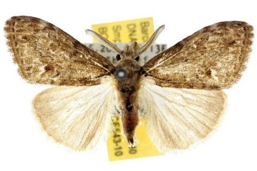 Olene dryina
