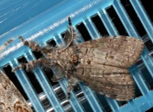 Olene dryina