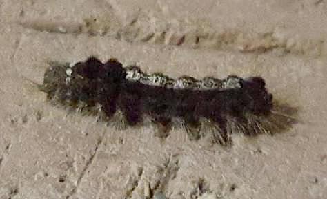 Euproctis edwardsii
