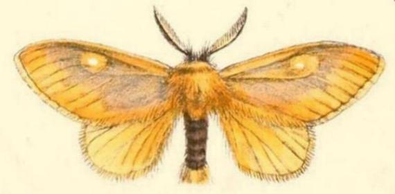 Euproctis edwardsii