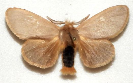 Euproctis edwardsii