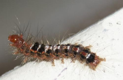 Euproctis edwardsii