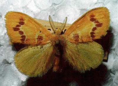 Euproctis emprepes