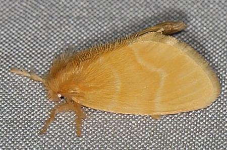 Euproctis epidela