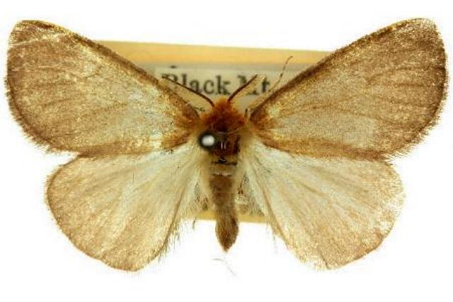 Acyphas fulviceps