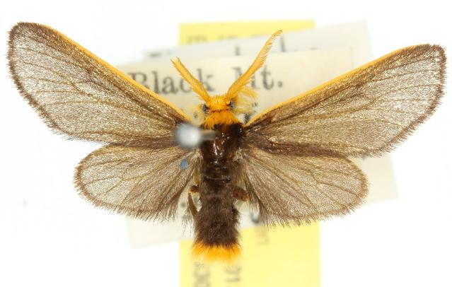 Icta fulviceps