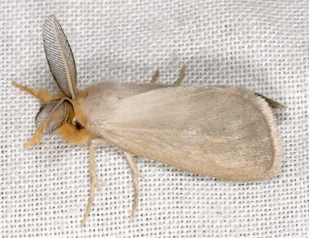 Laelia furva