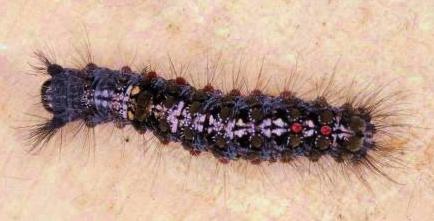 Oligeria hemicalla