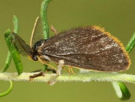 Oligeria hemicalla