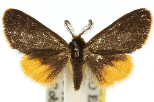 Oligeria hemicalla