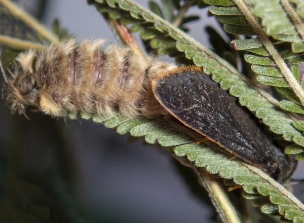Oligeria hemicalla