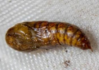 Oligeria hemicalla