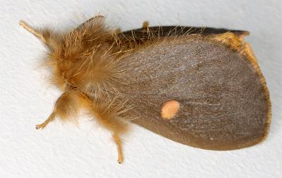 Euproctis leonina
