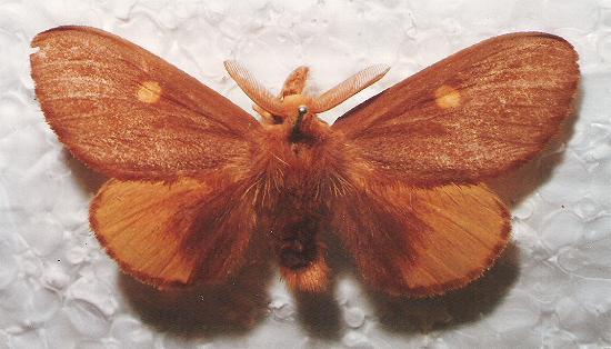 Euproctis leonina
