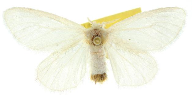 Acyphas leptotypa