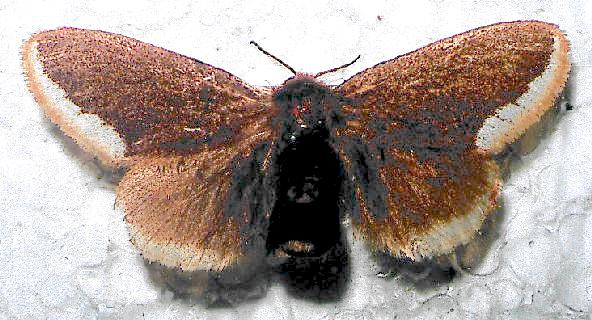Euproctis limbalis
