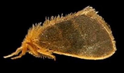 Euproctis lucifuga