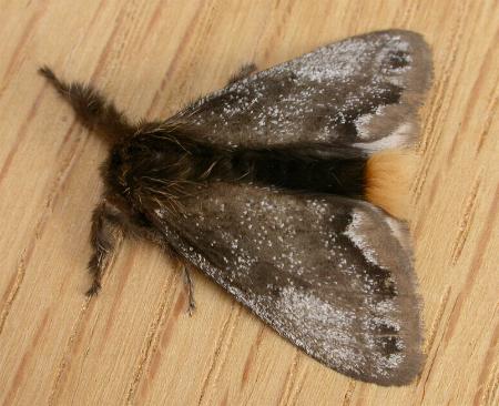 Euproctis marginalis