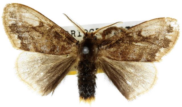 Euproctis marginalis