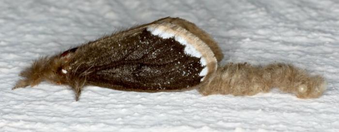Euproctis marginalis