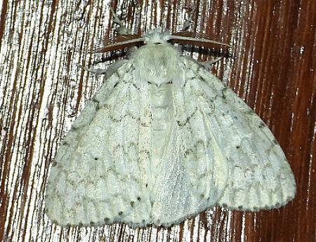 Dura marginepunctata