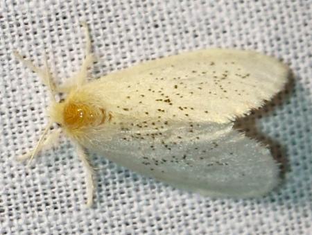Euproctis melanorrhanta