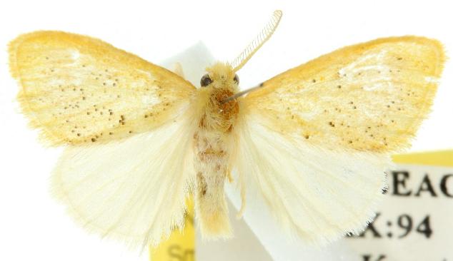 Euproctis melanorrhanta