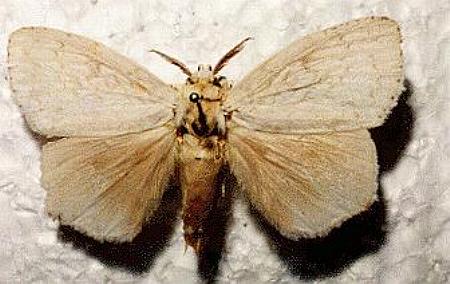 Dura niveus